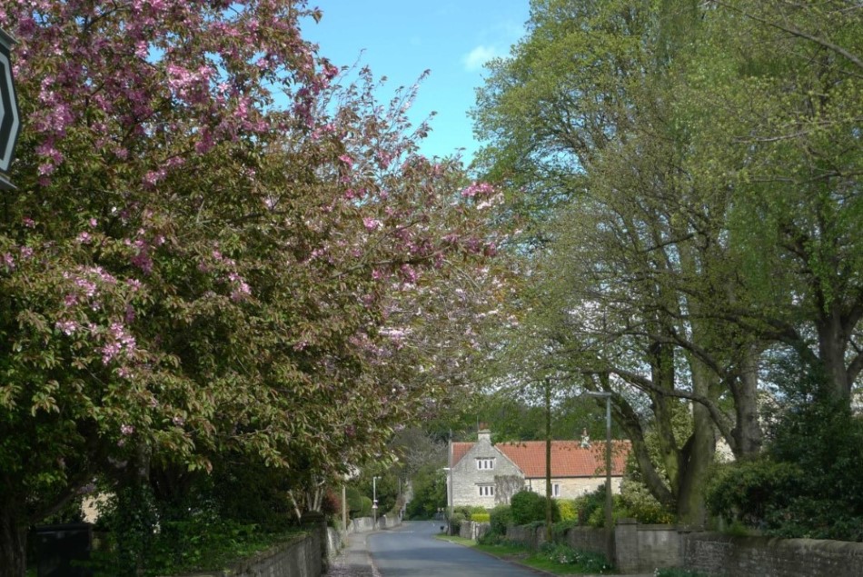 Firbeck Blossom
